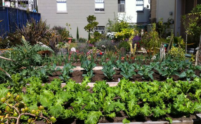 Tenderloin People’s Garden