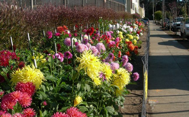 Cabrillo Dahlia Garden