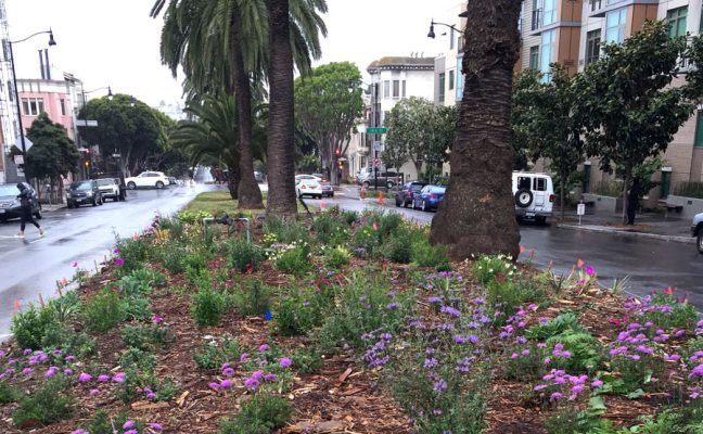 Dolores Street Pollinator Boulevard