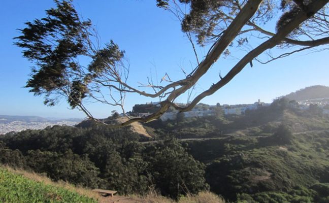 Glen Canyon Park Habitat Restoration