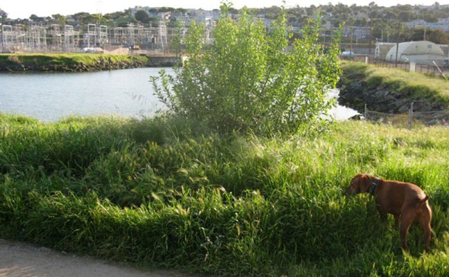 Heron's Head Park Gardens