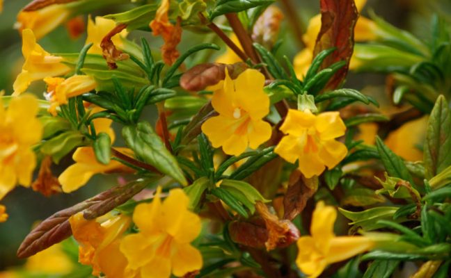 Native Plant Restoration