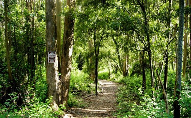 Mt. Sutro Native Plant Garden and Trail Network