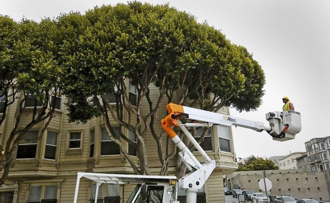 Tree Relinquishment Program