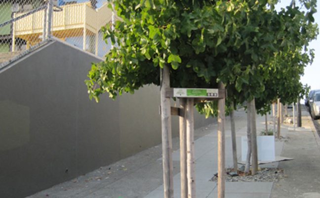 Visitacion Valley Neighborhood Tree Planting