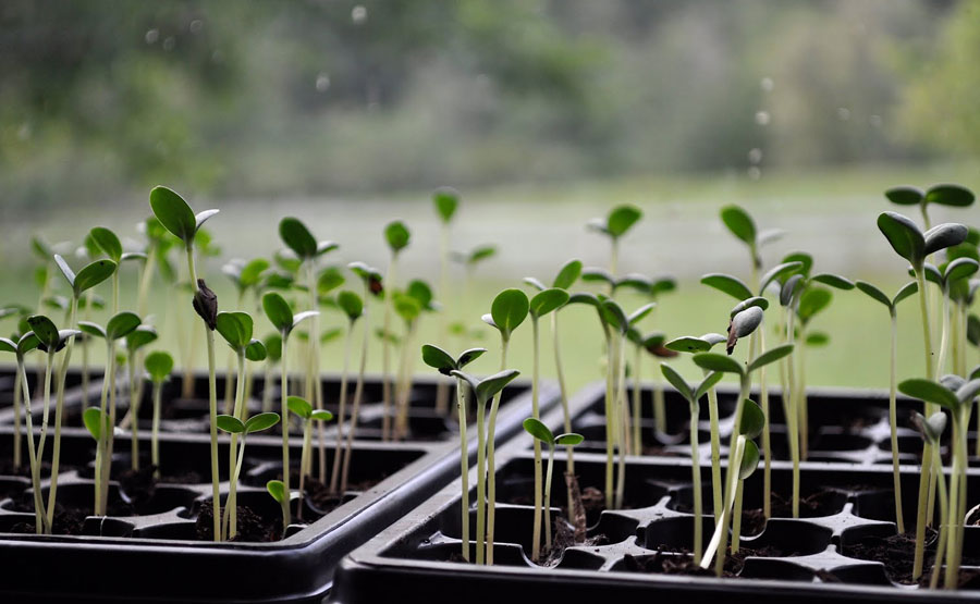 Growing Greener Schoolyards Conference